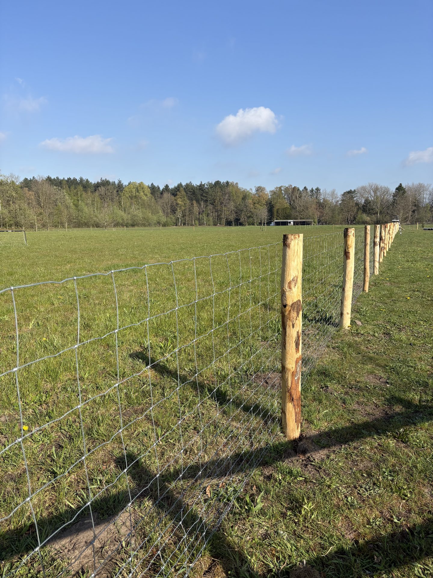 Sheep wire